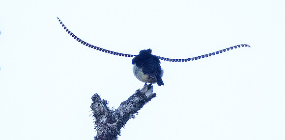 King of Saxony bird-of-paradise (Pteridophora alberti) Male