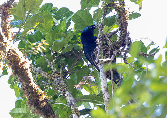 Princess Stephanie's astrapia (Astrapia stephaniae) Female