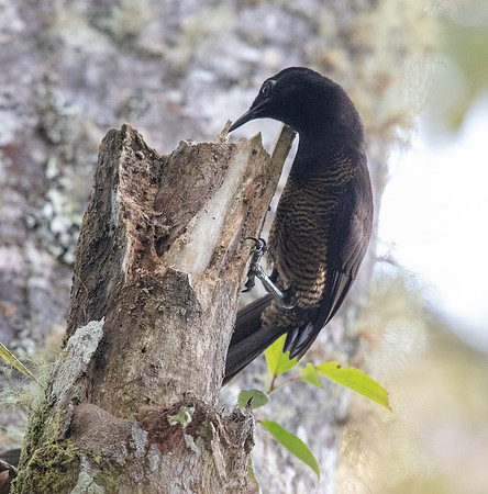 Princess Stephanie's astrapia (Astrapia stephaniae) Female