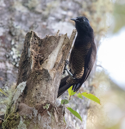 Princess Stephanie's astrapia (Astrapia stephaniae) Female
