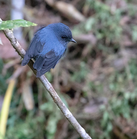 Slaty robin (Peneothello cyanus)