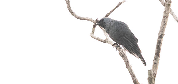 Boyer's cuckooshrike (Coracina boyeri)