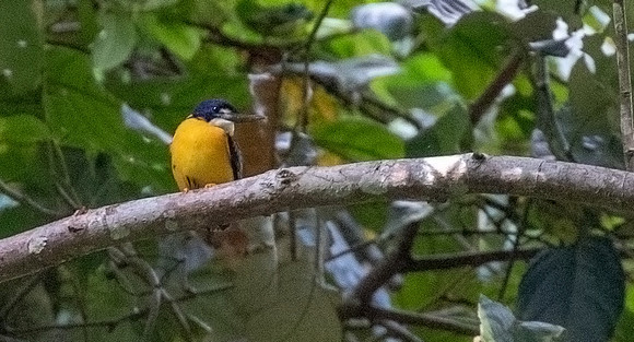 Papuan dwarf kingfisher (Ceyx solitarius)
