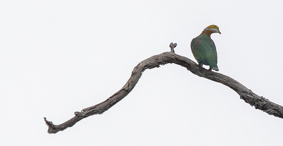 Pink-headed fruit dove (Ptilinopus porphyreus)