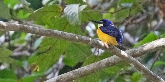 Papuan dwarf kingfisher (Ceyx solitarius)