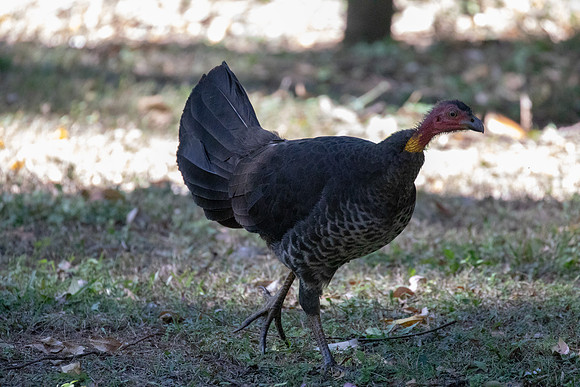Australian brushturkey (Alectura lathami)