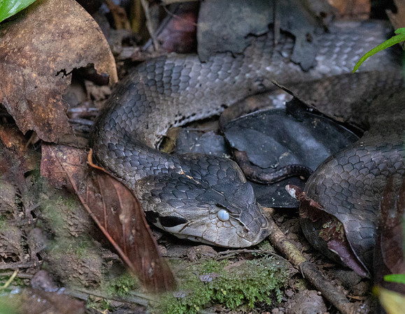 Common death adder (Acanthophis antarcticus) Female