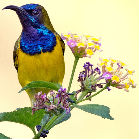 Olive-backed sunbird (Cinnyris jugularis)