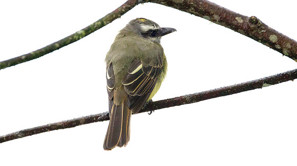 Golden-crowned Flycatcher (Myiodynastes chrysocephalus)