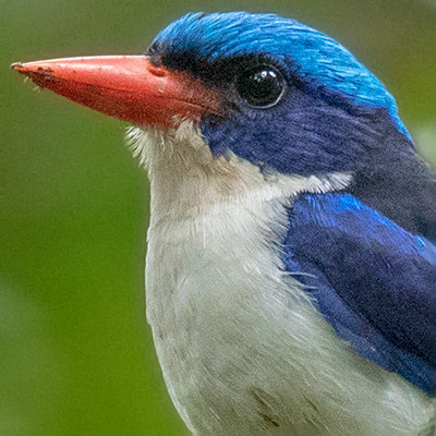 Common paradise kingfisher (Tanysiptera galatea)