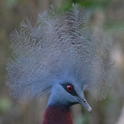 Sclater's crowned pigeon (Goura sclaterii)
