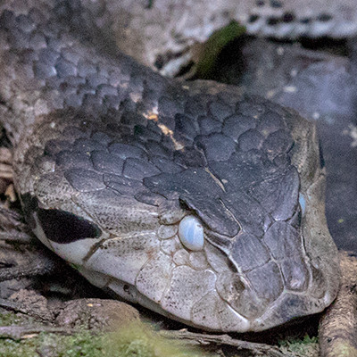 Common death adder (Acanthophis antarcticus) Female
