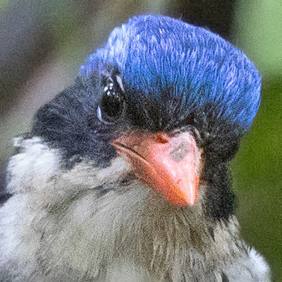 Little paradise kingfisher (Tanysiptera hydrocharis)