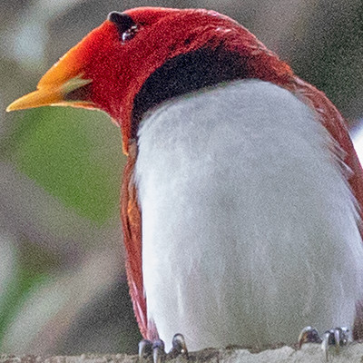 King bird-of-paradise (Cicinnurus regius) Male