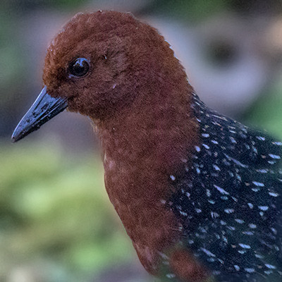 Chestnut forest rail (Rallicula rubra) Female
