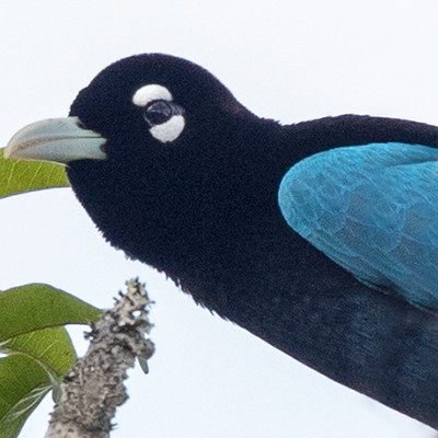 Blue bird-of-paradise (Paradisaea rudolphi)