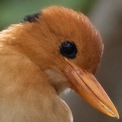 Yellow-billed kingfisher (Syma torotoro)