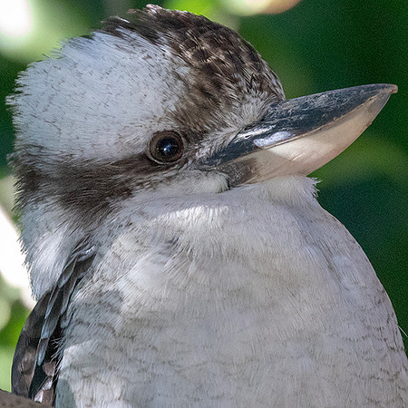 Laughing kookaburra (Dacelo novaeguineae)