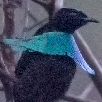 Greater lophorina (Lophorina superba) Male