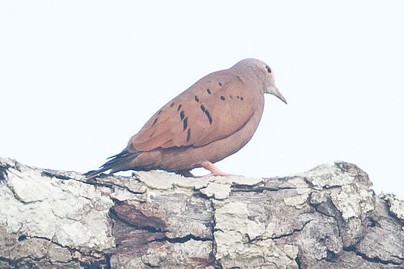 Ruddy Ground Dove (Columbina talpacoti)