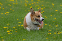 Welsh Corgi