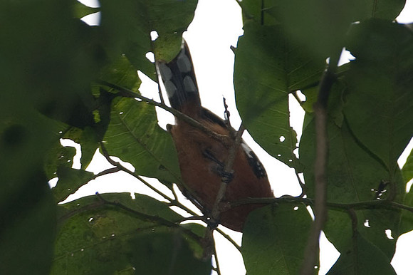 Dot-winged Antwren (Microrhopias quixensis) female