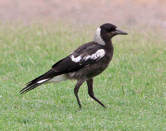 Australian Magpie (Cracticus tibicen)