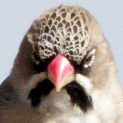 Scaly-feathered Weaver (Sporopipes squamifrons)