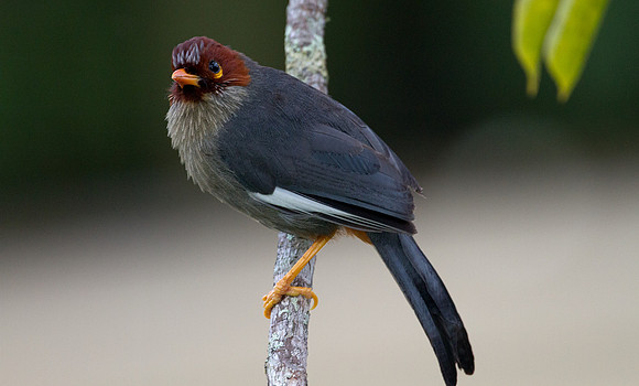 Chestnut-hooded Laughingthrush (Rhinocichla treacheri)