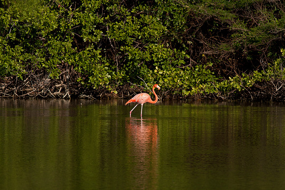 Greater Flamingo (Phoenicopterus roseus)