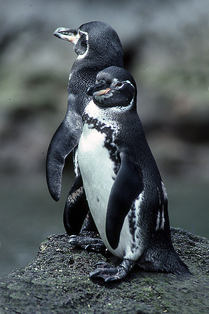 Galápagos Penguin (Spheniscus mendiculus)