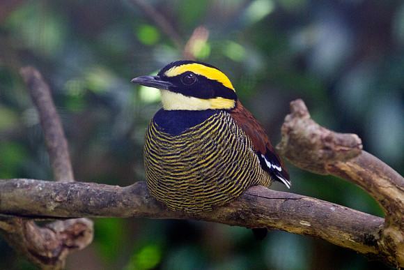 Javan banded pitta (Hydrornis guajana)