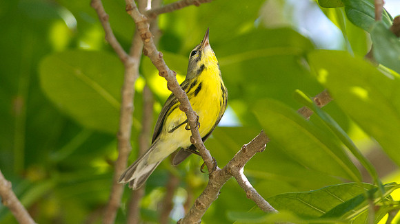 Prairie Warbler (Dendroica discolor) female