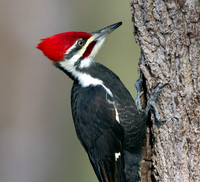 Pileated woodpecker (Dryocopus pileatus)