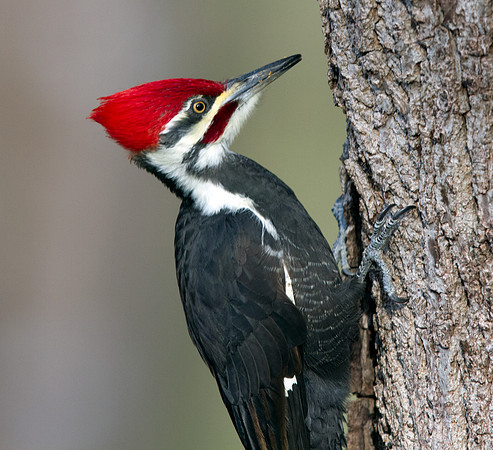 Pileated woodpecker (Dryocopus pileatus)