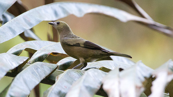Palm Tanager (Thraupis palmarum)