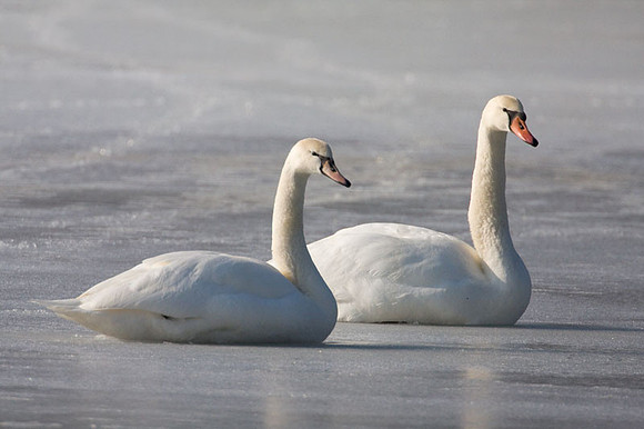 Mute Swan (Cygnus olor) adult and juvenile