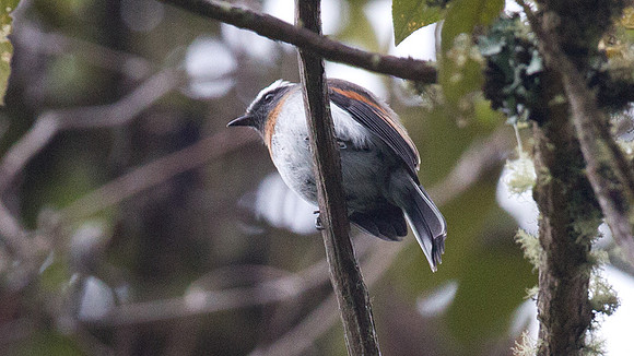 Rufous-breasted Chat-Tyrant (Ochthoeca rufipectoralis)