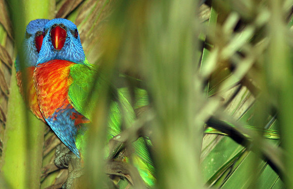 Rainbow Lorikeet (Trichoglossus haematodus)
