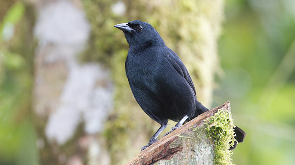 Scrub Blackbird (Dives warszewiczi)