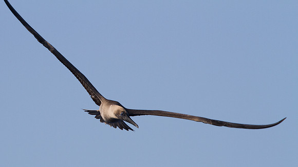 Red-footed Booby (Sula sula)