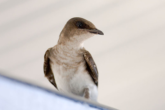 Northern Rough-winged Swallow (Stelgidopteryx serripennis) juvenile