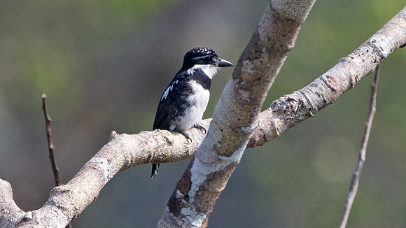 Pied Puffbird (Notharchus tectus)