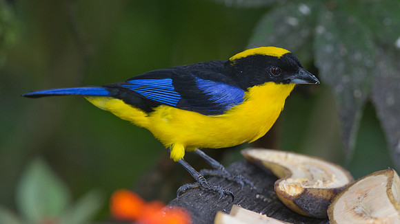 Blue-winged Mountain-tanager (Anisognathus somptuosus)