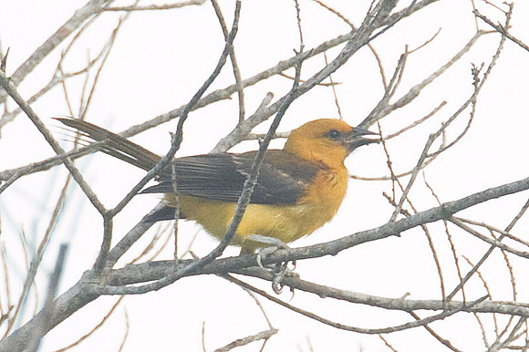 Hooded Oriole (Icterus cucullatus) female