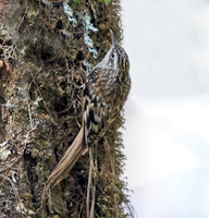 Sikkim treecreeper (Certhia discolor)