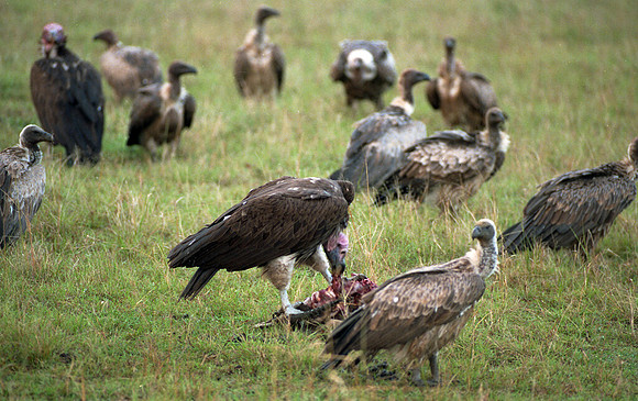1988 Africa vultures img467