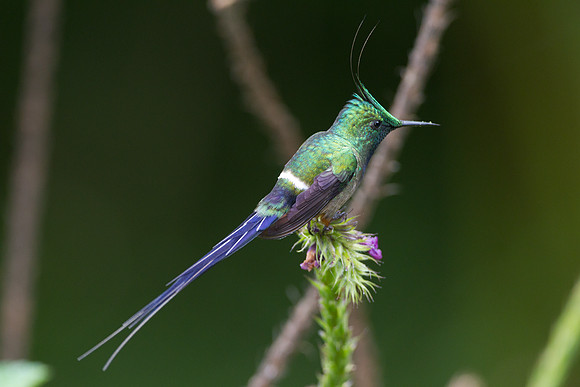 Wire-crested Thorntail (Discosura popelairii)