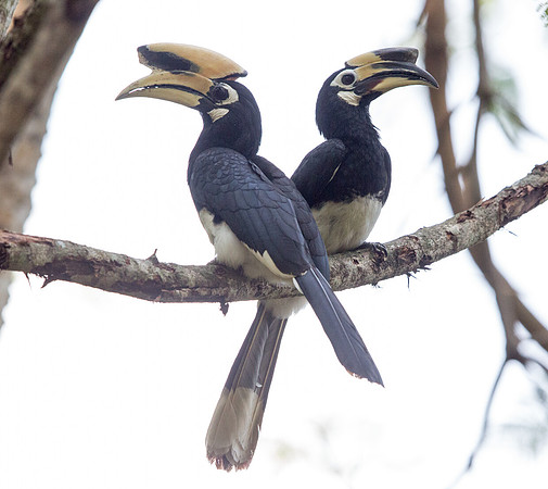 Oriental pied hornbill (Anthracoceros albirostris)
