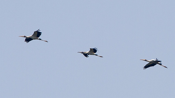 Wood Stork (Mycteria americana)